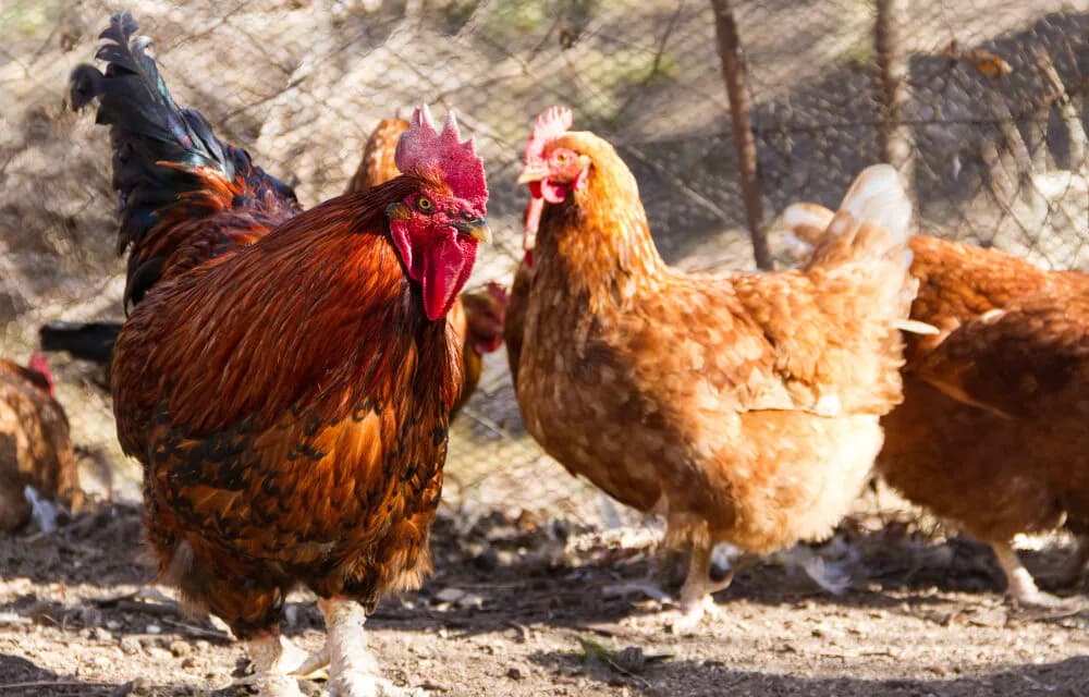 Drób - poznaj rodzaje, korzyści zdrowotne i ekologiczne aspekty