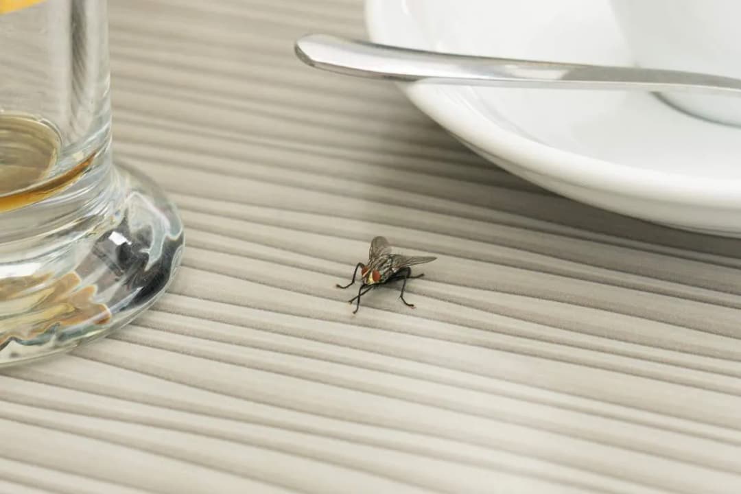 Skuteczne sposoby na pozbycie się much z restauracji i uniknięcie problemów